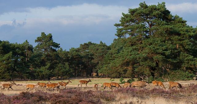 36 Hoge Veluwe, edelherten.jpg